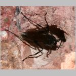 Auplopus carbonarius - Wegwespe 04 9mm am Insektenhotel.jpg